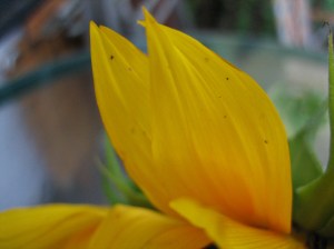 sunflower petal
